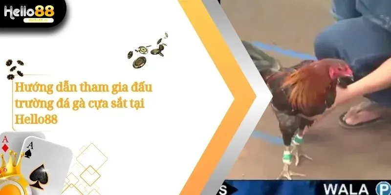 Đá gà cựa sắt