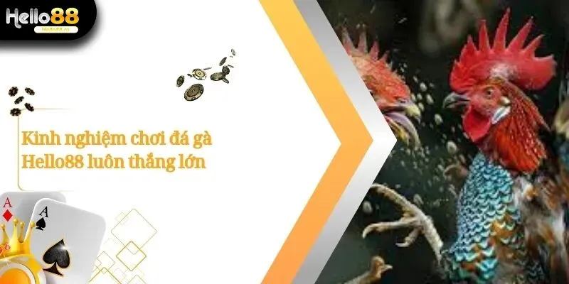 Đá Gà Hello88